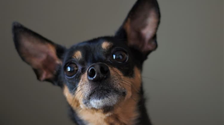 Poop pickup service employee photo