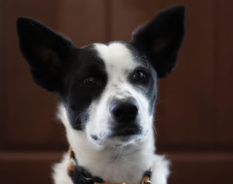 Pet waste removal employee photo