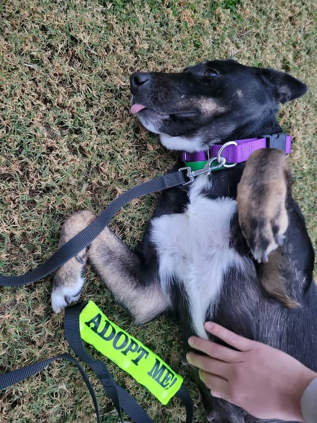 Poop scooping dog event photo