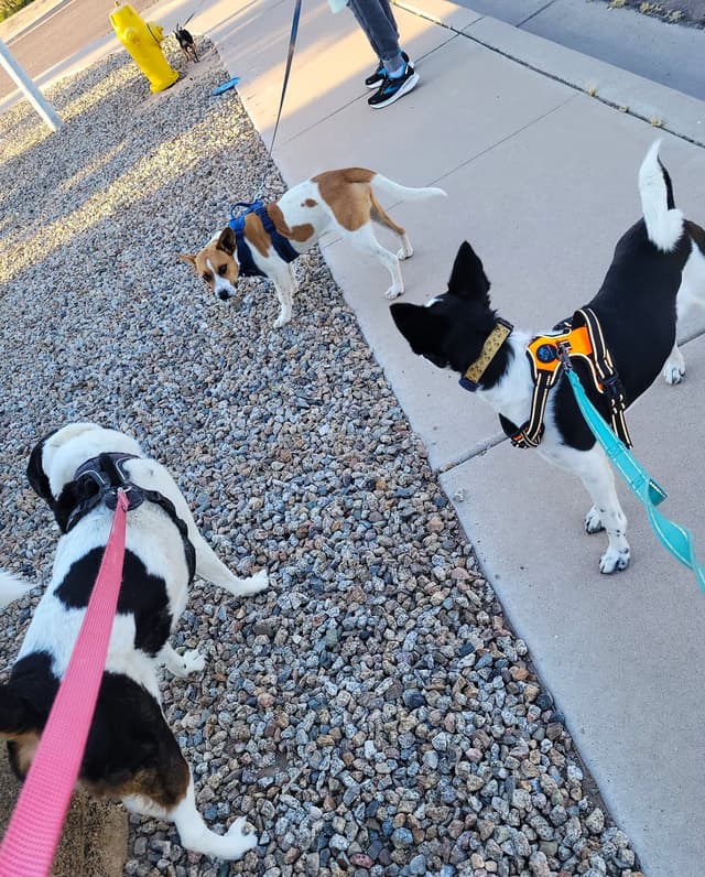 Poop pickup service staff dogs walking