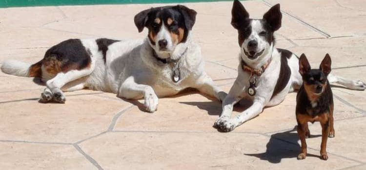 Pet waste service dog photos