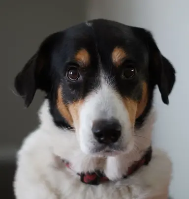 BarkAndBooty staff member photo